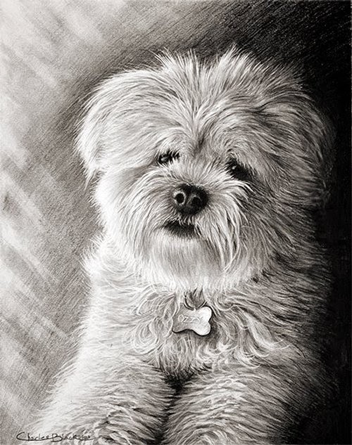 Design Stack A Blog about Art, Design and Architecture Hyper Realistic Pencil Drawings of Dogs