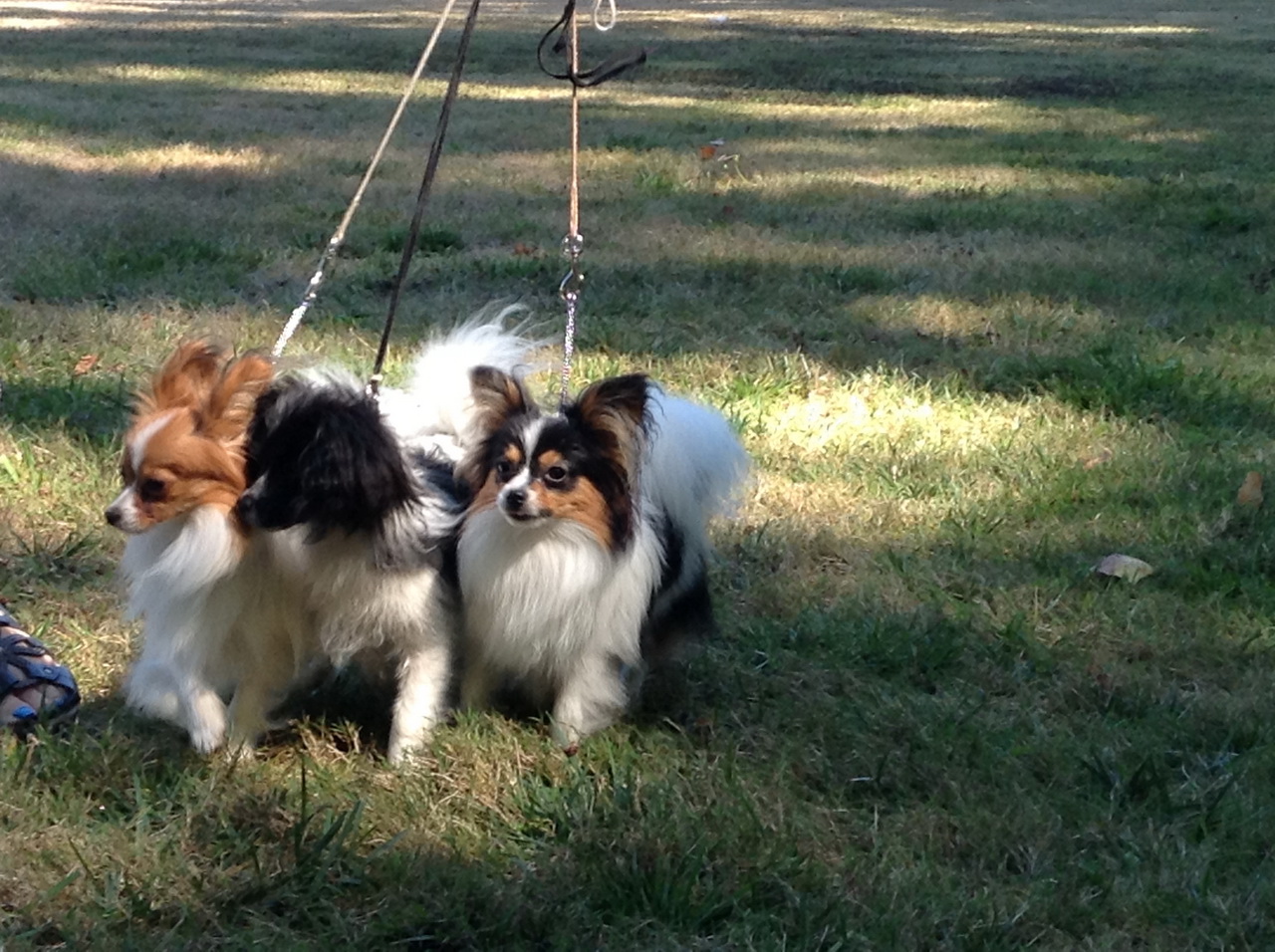 Road's End Papillons Brownsville, OR, Eugene Kennel Club