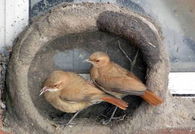 Bird Nest Construction