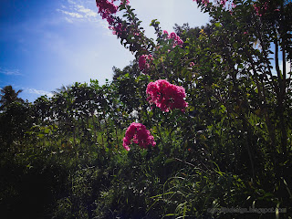 Sweet Red Pinky Wild Flowers Crape Myrtle In The Morning That Grow Around The Rice Field