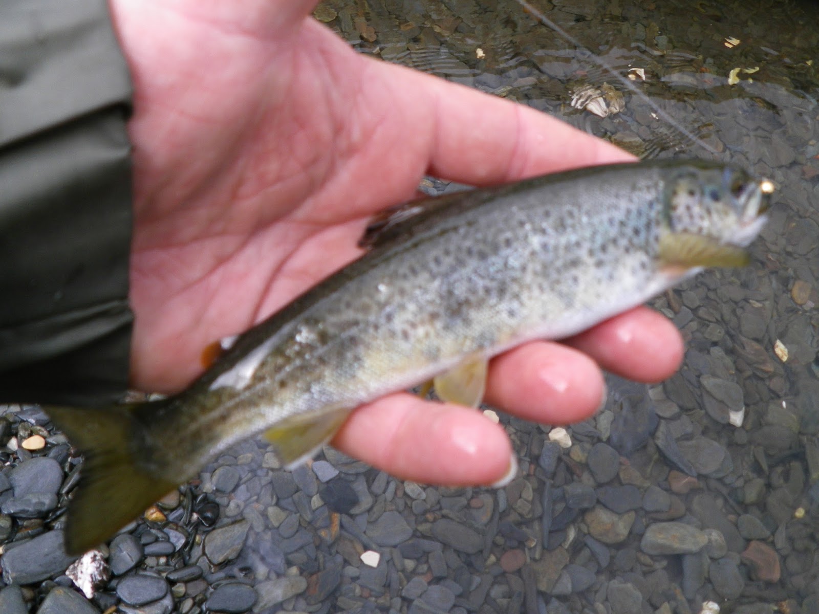 3 Mosche Da Pesca Nymph - Coda Di Fagiano Per Trota E Temolo - Scegli La Taglia!