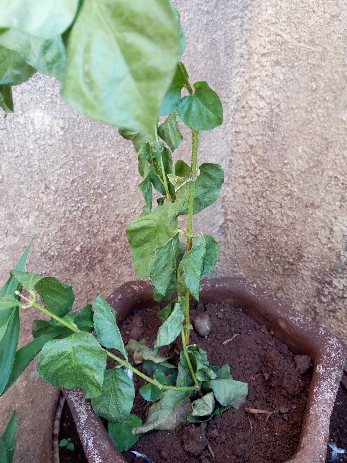 Garden Care Simplified Growing Mogra Chameli from Cuttings Practical