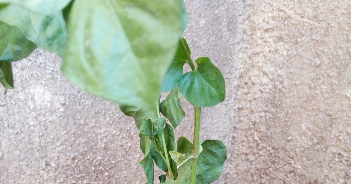 Growing Mogra Chameli from Cuttings Practical Guidelines with Photographs