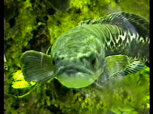 Giant Snakehead Giant Snakehead