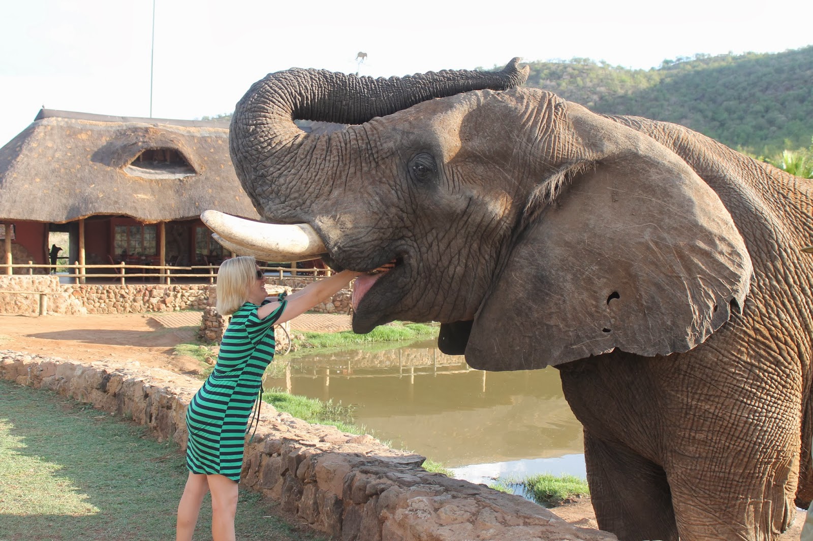to the Snyder Life How to feed an elephant