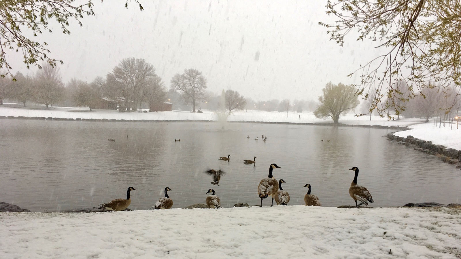 Impression Evergreen O'Kane Park A Refuge of Greenery