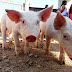 Reparten 150 cerdos americanos en el municipio de Quintana Roo