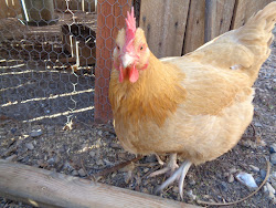coop chicken improvements boise thrifty mom through