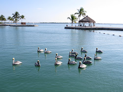 Views of the Marina