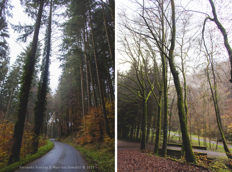 mullerthal trail Luxemburgo mullerthal trail Luxemburgo