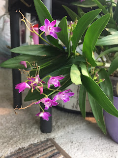 Dendrobium Berry Oda, Dendrobium Berry Oda, diarid'orchidee