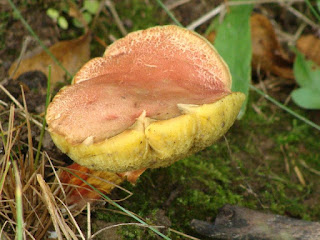 Xerocomellus rubellus DSC43863