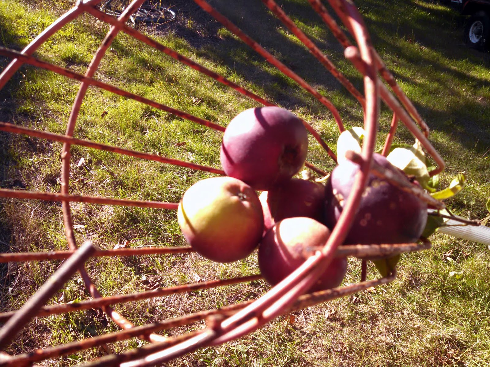 Hard Cider From Heirloom Apples Arkansas Black