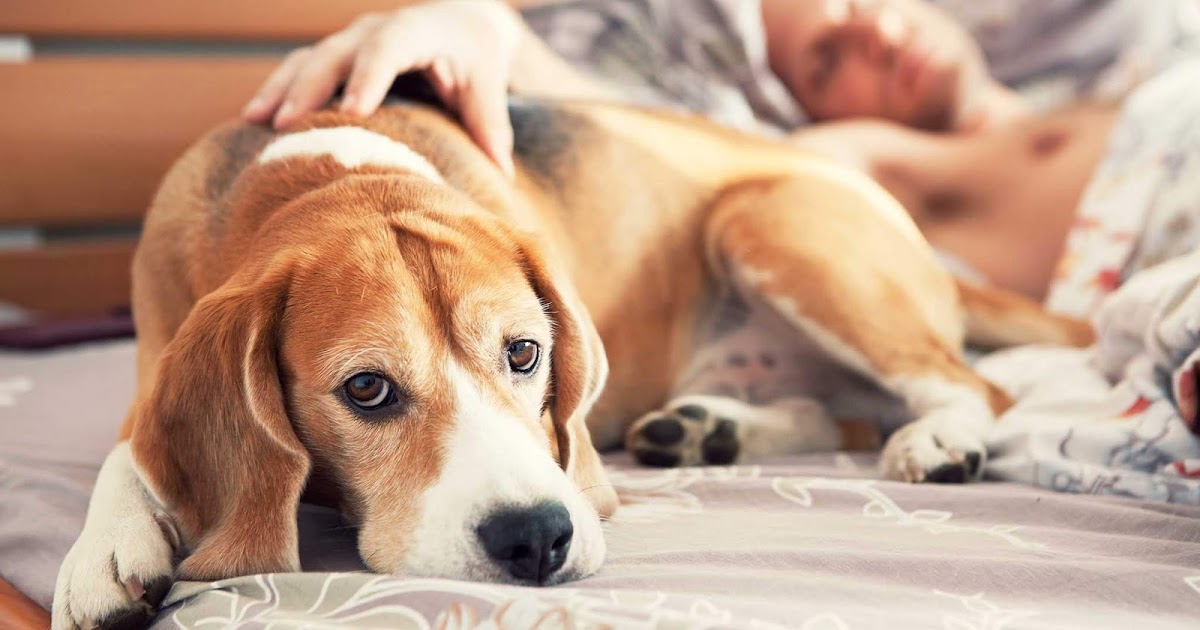 Having pets. Having pets. животные краснокамск для вяски. ребенок и домашние живот. домашние животные для детей.