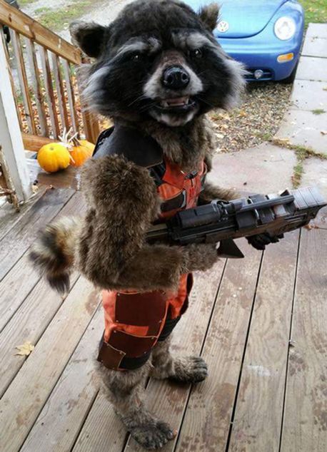 Raccoon-Halloween-costume.jpg