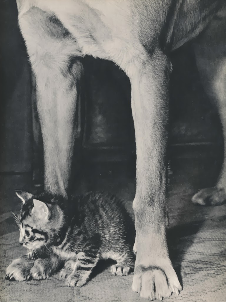 Vintage Photos of Cats From the 1950s Vintage Everyday