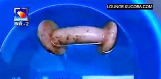 Dikira Jamur Langka, Ternyata Alat Bantu Sex Dikira Jamur Langka, Ternyata Alat Bantu Sex
