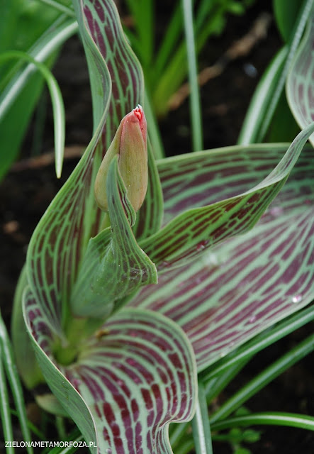 TULIPAN 'ORATORIO', zielonametamorfoza.pl