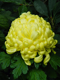 Allan Gardens Conservatory Fall Chrysanthemum Show 2014 yellow mum by garden muses-not another Toronto gardening blog 