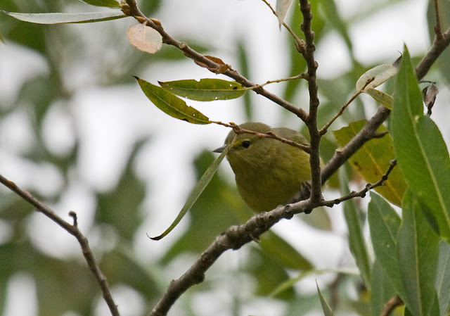 Orange-crowned Warbler Orange-crowned Warbler