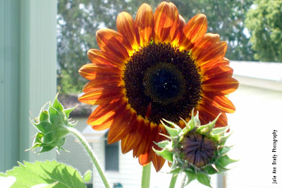 Chianti Hybrid Sunflower Blossom at 69 days on May 26, 2018 Chianti Hybrid Sunflower Blossom at 69 days on May 26, 2018
