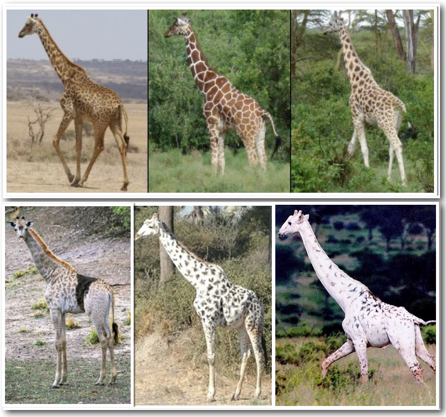 Сколько жирафов в мире. Королевский гепард альбинос. Melanistic гепард. Альбиносы животные Жираф. Белый Жираф.