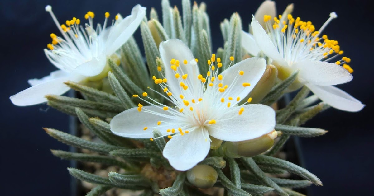 Lithops Stories Avonia flowering (22 pics)