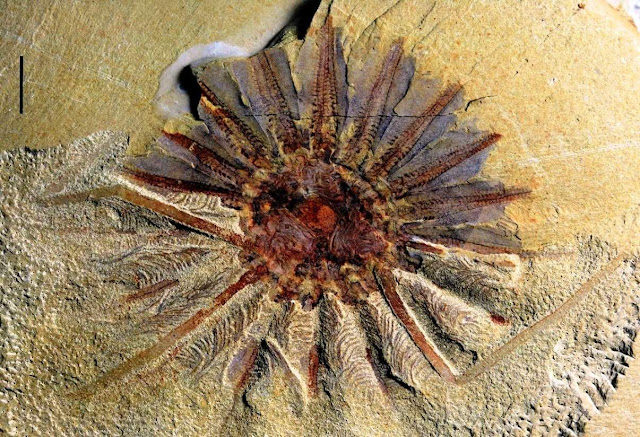 520-Million-Year-Old Sea Monster Had 18 Mouth Tentacles