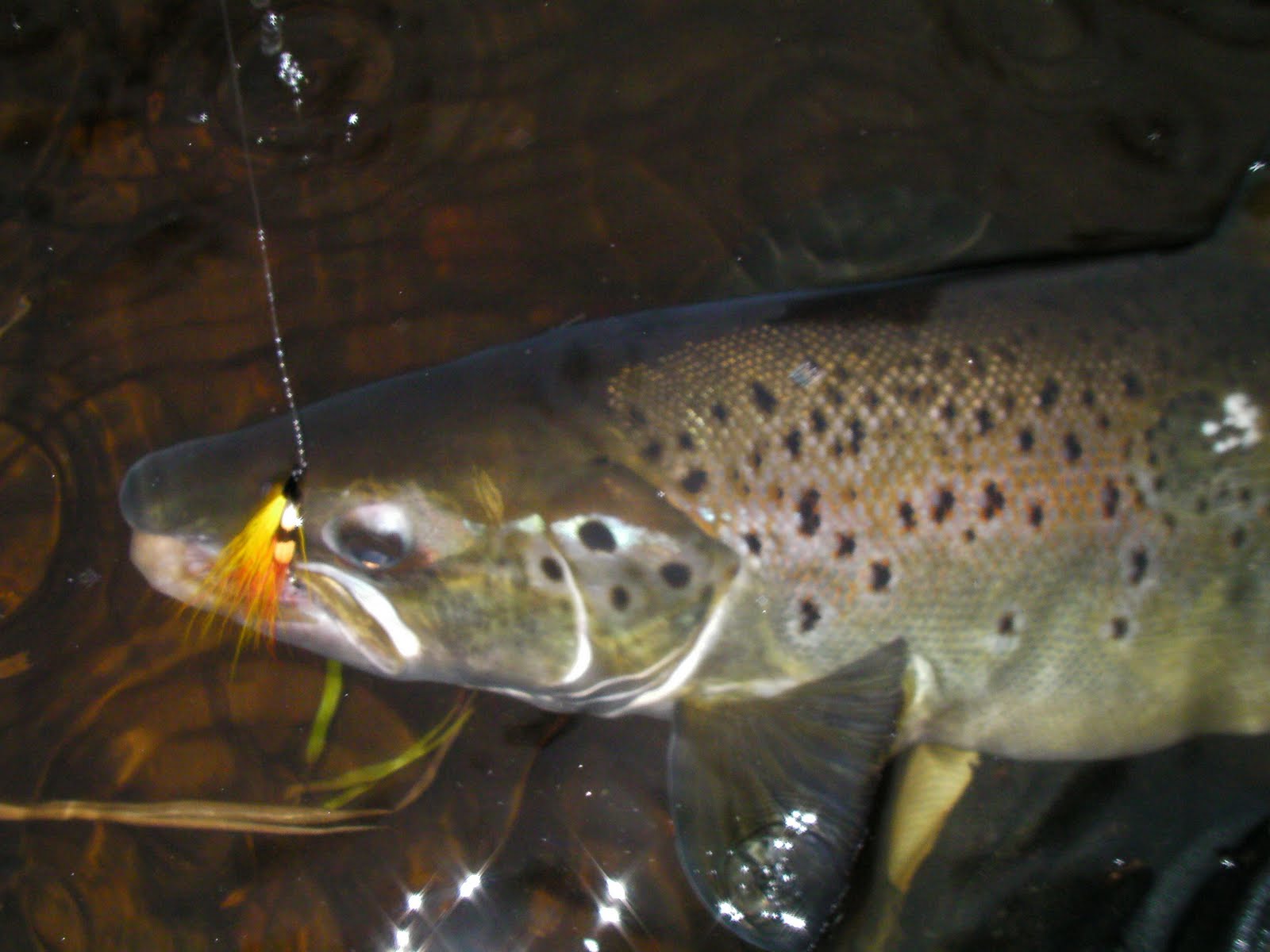 Landlocked atlantic salmon flies Landlocked Atlantic Salmon Flies