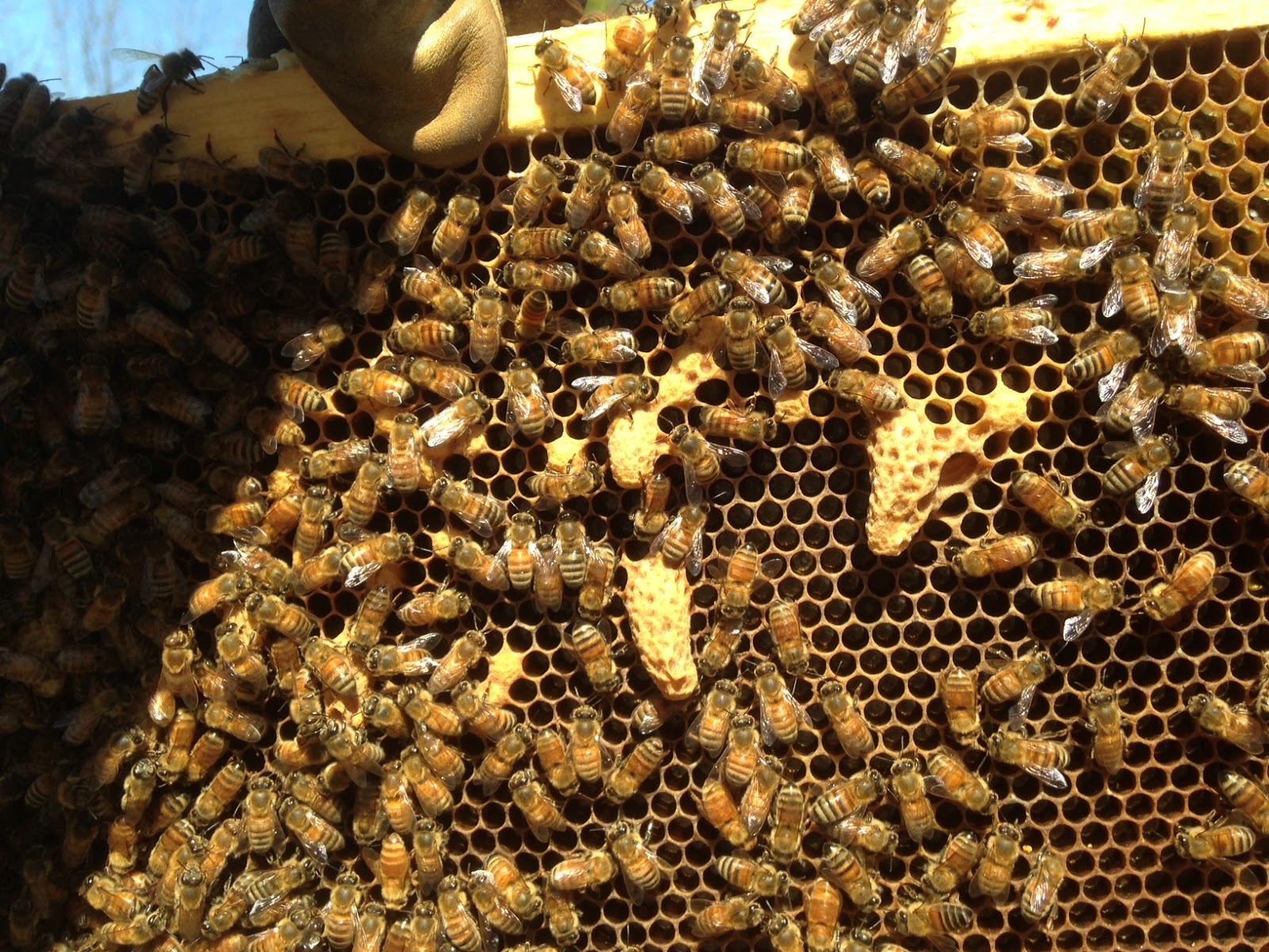 Сколько пчелы дают. Маточники в улье. Роение пчел в улье. Расплод у пчел маточник. Горбатый расплод у пчел.