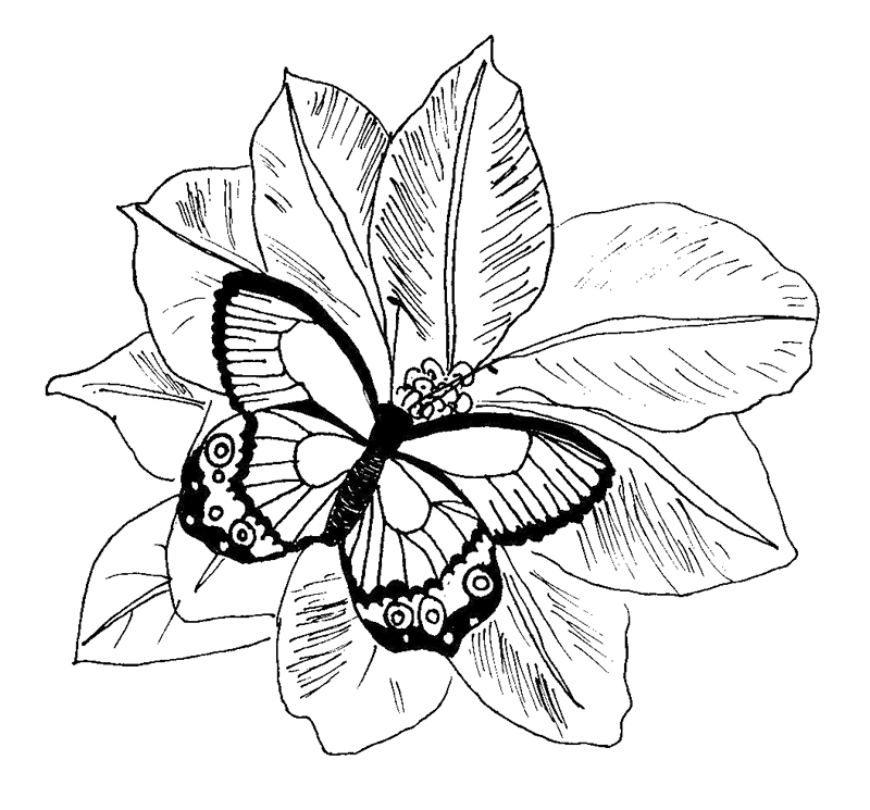 Monarch Butterfly Coloring Pages | Batman Coloring Pages ...