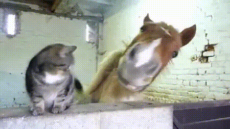 09-funny-gif-229-horse-loves-cat.gif