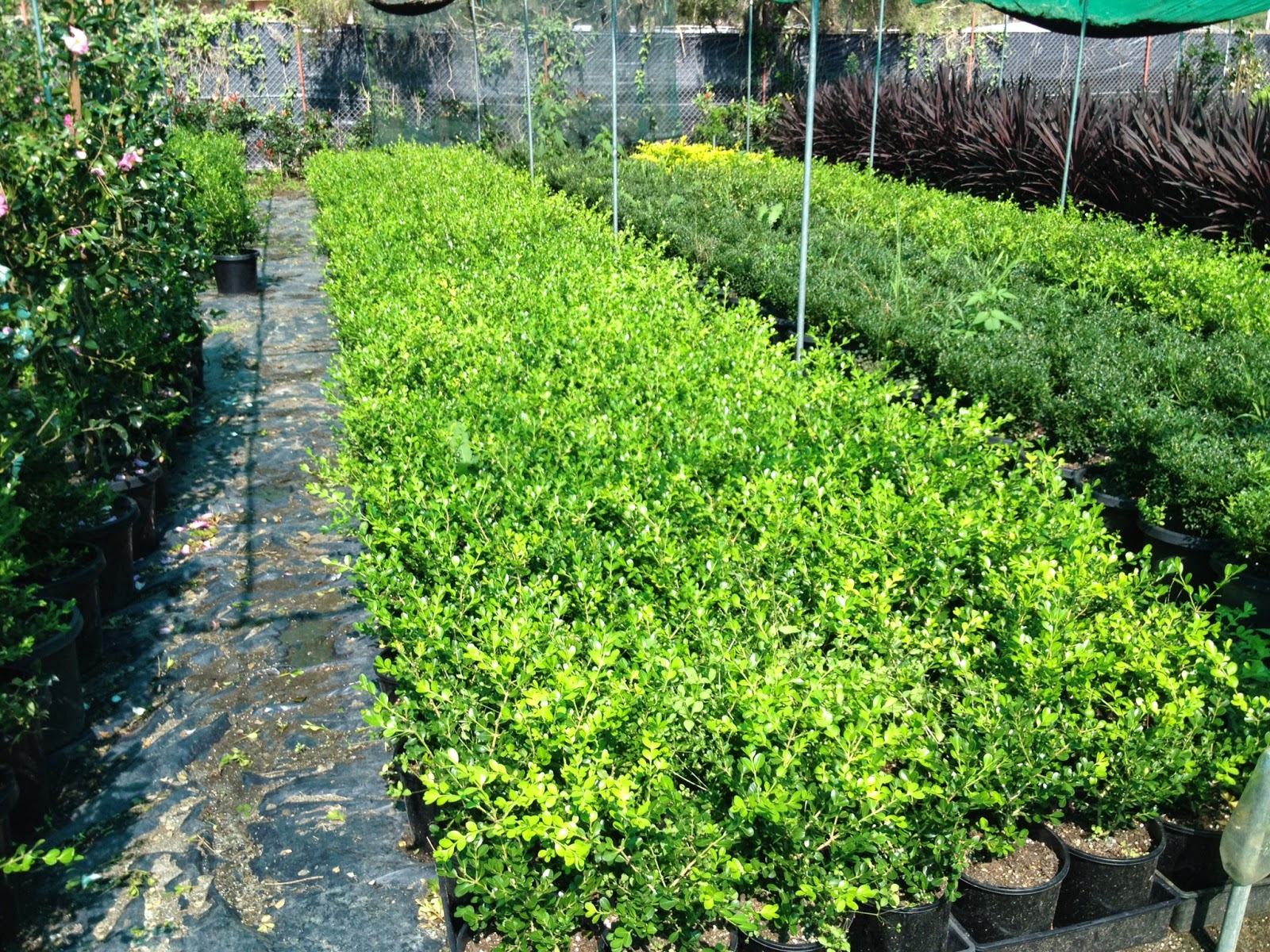 The Reedman Home Landscaping Update and Austral Wholesale Nursery