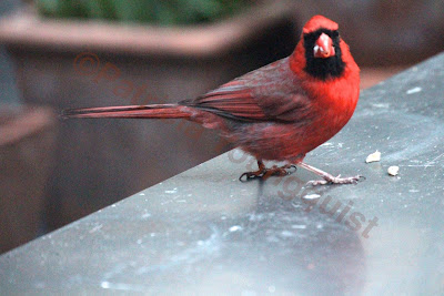 Words In Our Beak’s goal is to open readers to a simple understanding of the winged world and their environment. Set in a rooftop urban garden in New York City, my story is told in the voice of Cam, a female cardinal, who visits it. Words In Our Beak is directed to children and adults who are curious about birds, and want to learn about them from a unique perspective. The book includes hundreds of images of flora and fauna, links to movies, as well as to informative narratives that have been created by the author.  Now in Apple’s iBooks store @ https://itunes.apple.com/us/book/words-in-our-beak/id1010889086?mt=11