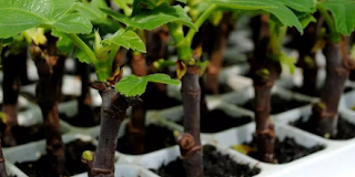 Tips Memilih Pot Untuk Bibit Tanaman Tips Memilih Pot Untuk Bibit Tanaman