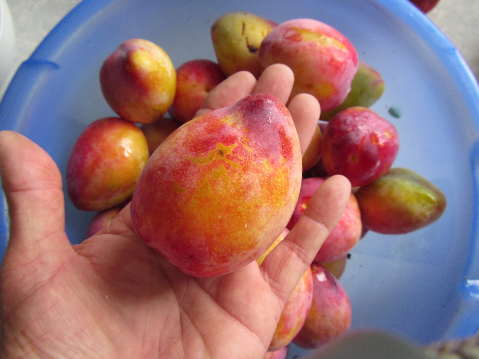 cabbage tree farm Plums!