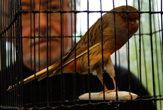 Burung Kenari - Solusi Penangkaran Burung Kenari -  Kode Ring Kenari Import Pada Negara Denmark