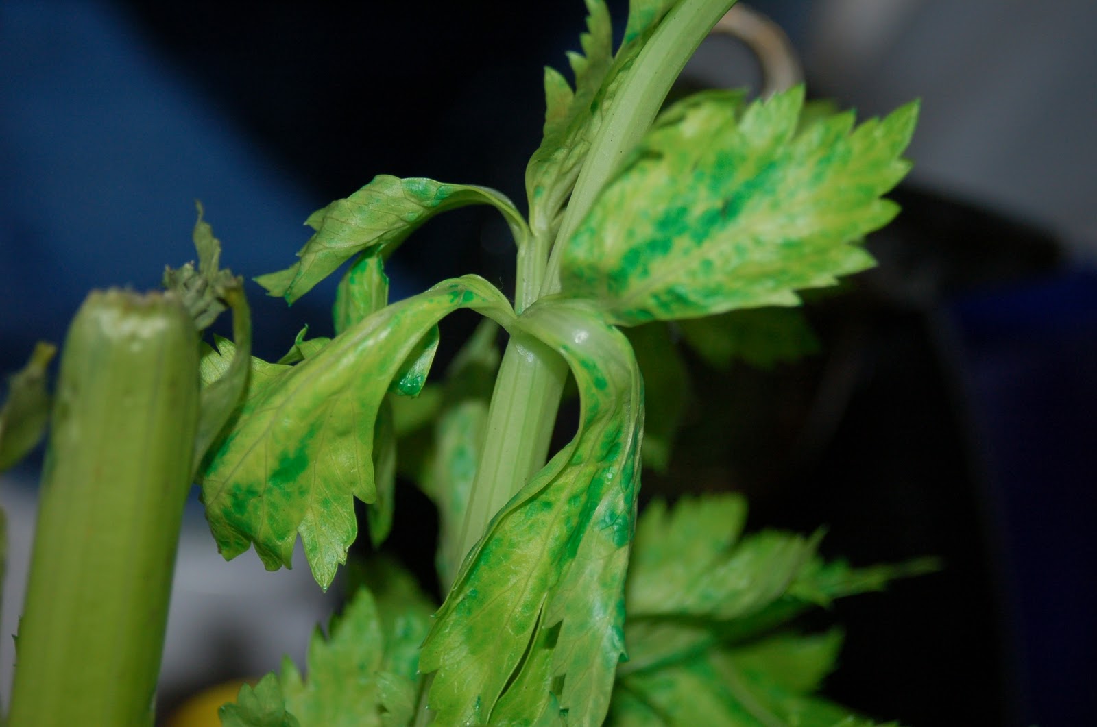 Celery Experiment - a Great Science Fair Project - Surviving A Teacher