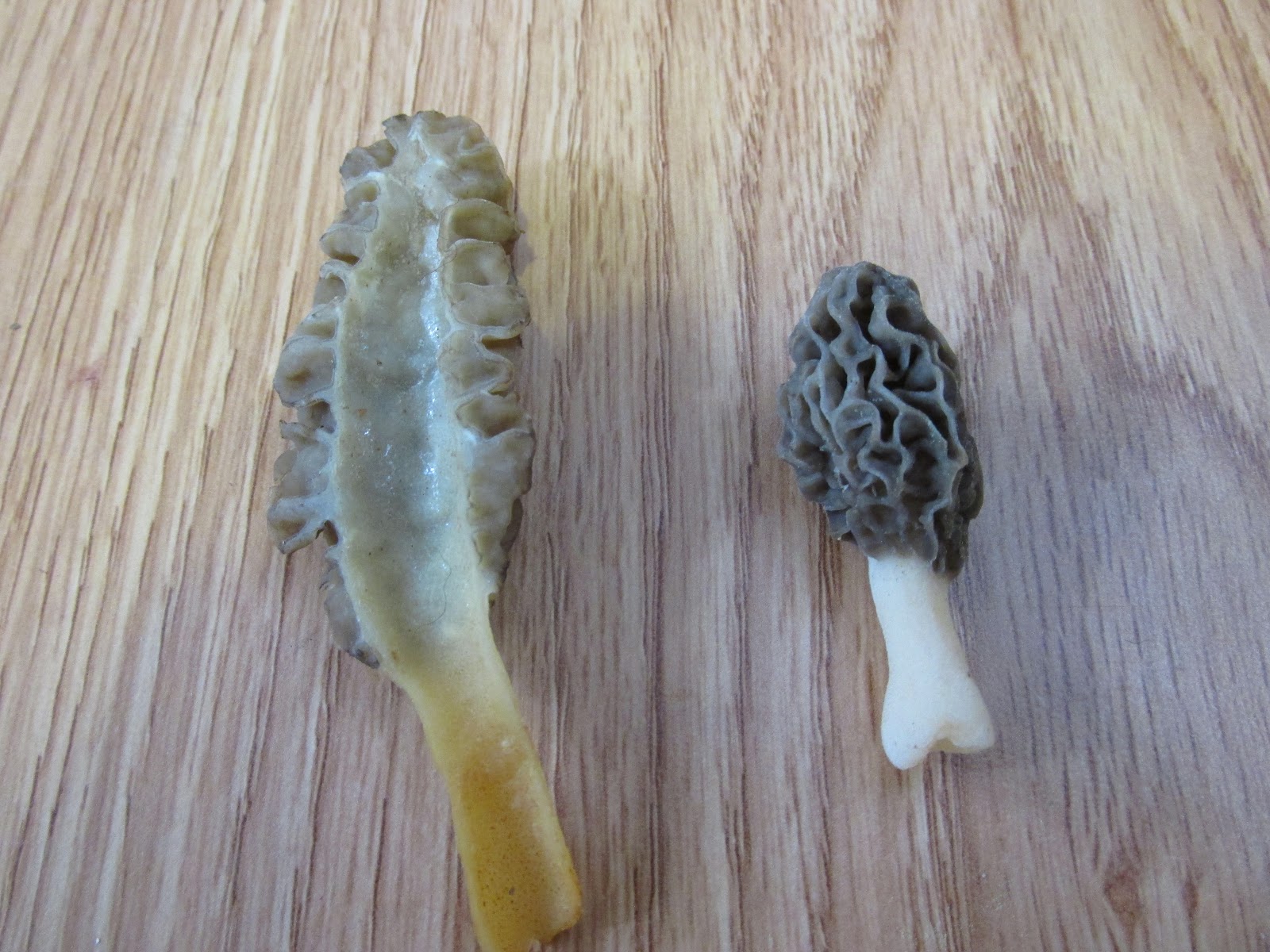 Beer, Banjos, Boats, and Biology Morels Do Exist Near Auburn Alabama!