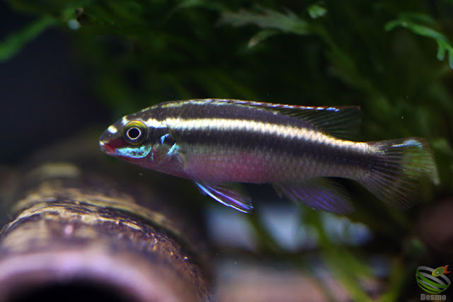 Pelvicachromis sacrimontis