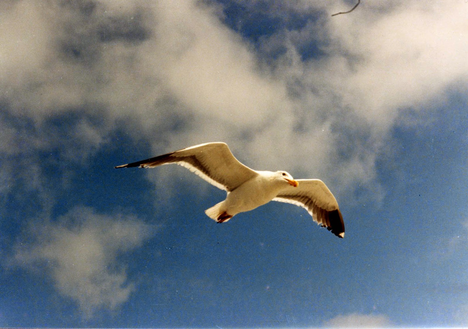 10 Books You Have To Read - Jonathan Livingston Seagull, by Richard Bach