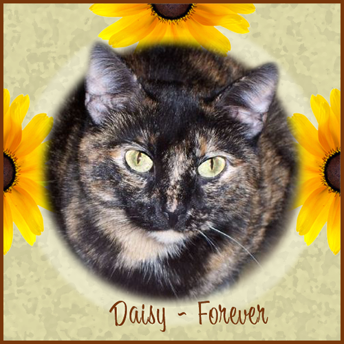 Daisy
