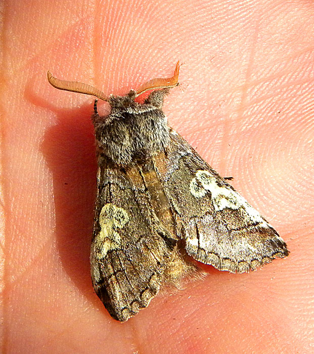 HUESCA Y LA SIERRA DE GUARA Diloba Jean Baptiste Alphonse Déchauffour