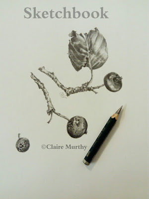 Wildlife drawing and sketching Wildlife drawing and sketching