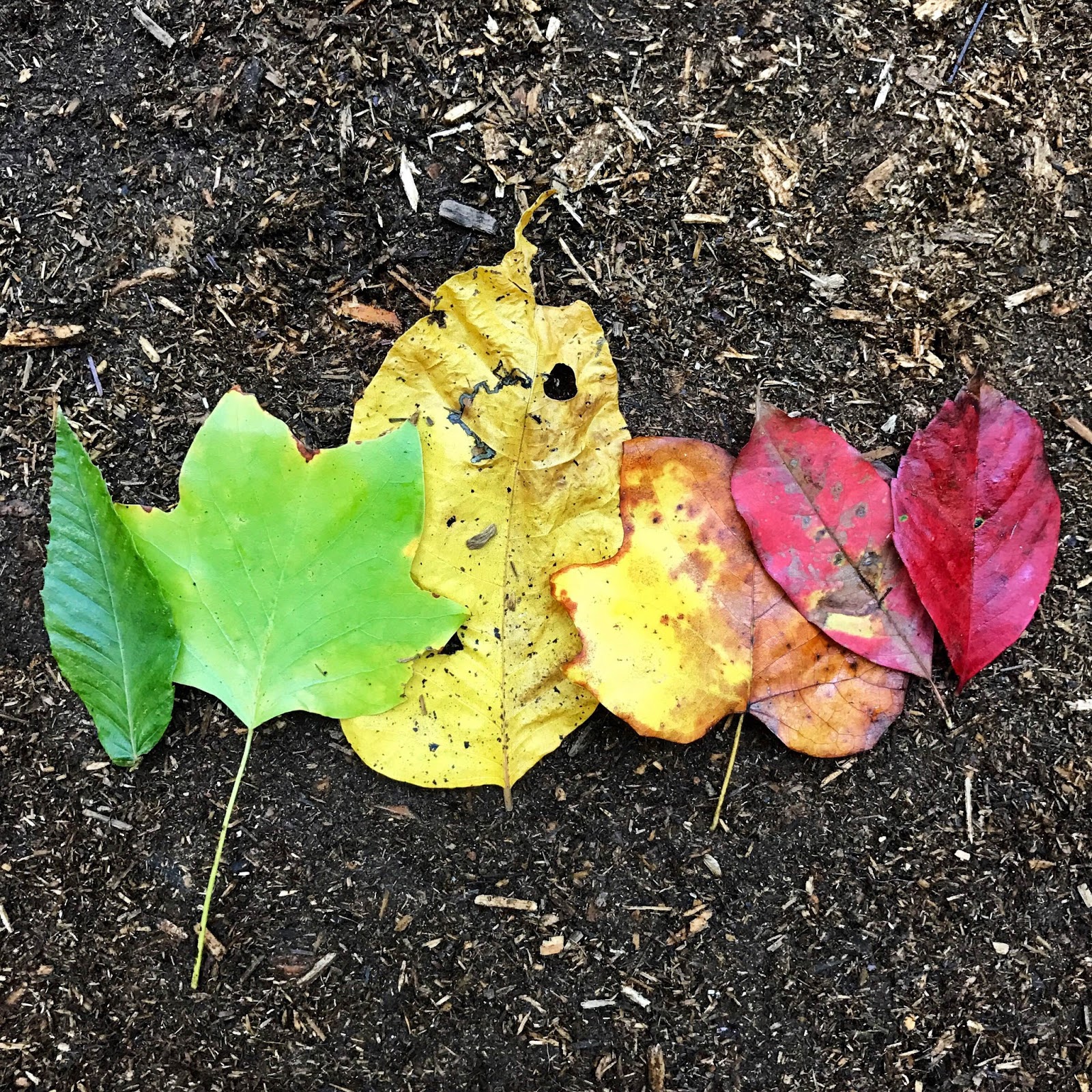 Love, Joleen: Preschool Theme: Leaves