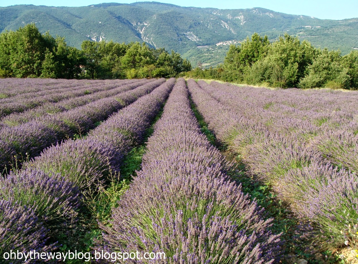 Oh, by the way... The Lavender Harvest, Provence, 2014