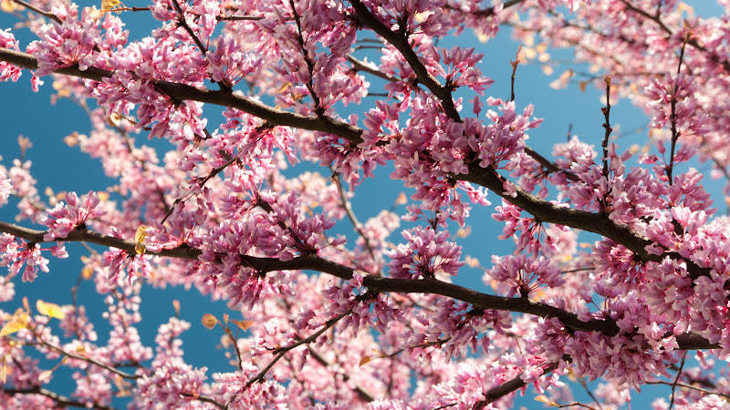 Pink Blossoms