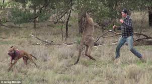 Man Punches Kangaroo In The Face To Save His Dog