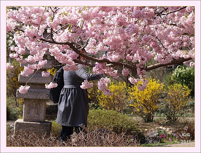 Frau vor japanischer Blütenkirsche (Verehrung)