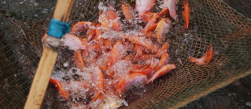 Makanan Ikan Nila Supaya Cepat Besar